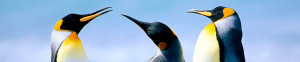 cropped-Penguins.jpg